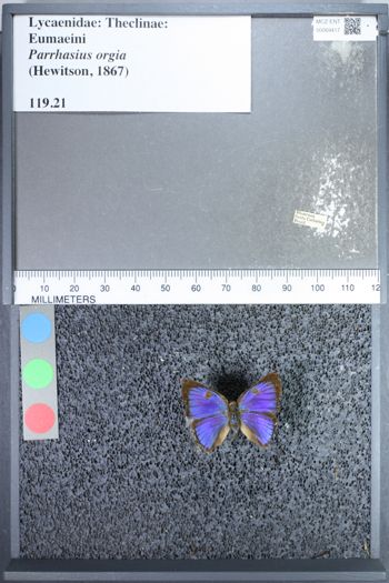Media type: image;   Entomology 69417